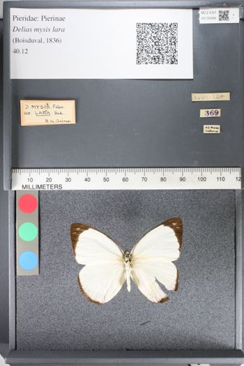 Media type: image;   Entomology 130096